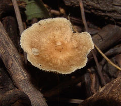 Collybiopsis subnuda