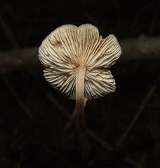 Collybiopsis subnuda