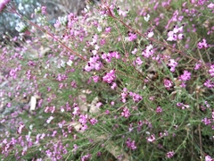 Erica umbellata