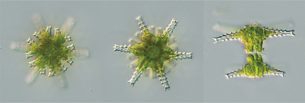 Staurastrum pinnatum