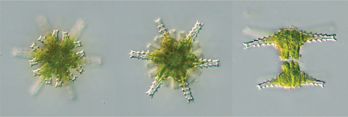 Staurastrum pinnatum
