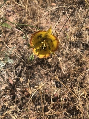 Calochortus weedii weedii