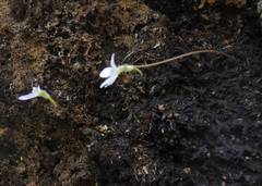 Pinguicula parvifolia
