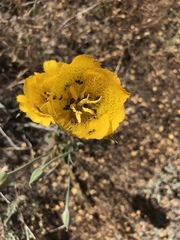 Calochortus weedii weedii