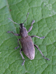 Tanymecus palliatus