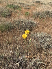 Calochortus weedii weedii
