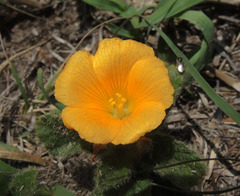 Turnera callosa