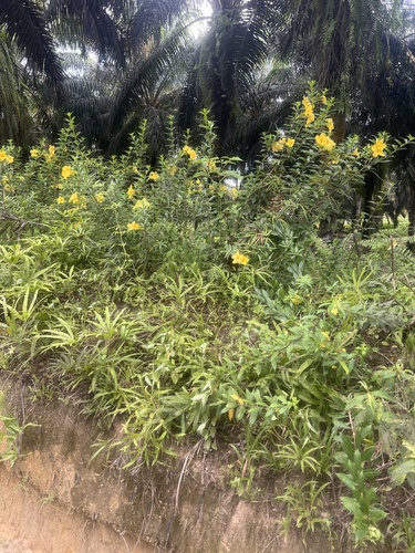 Golden Trumpet
