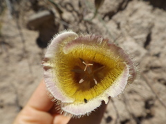 Calochortus weedii intermedius