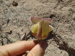 Calochortus weedii intermedius
