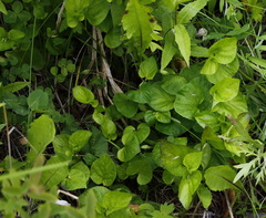 Viola sacchalinensis