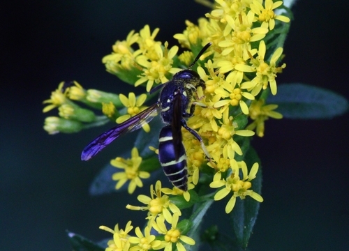 Bramble Mason Wasp photo 6