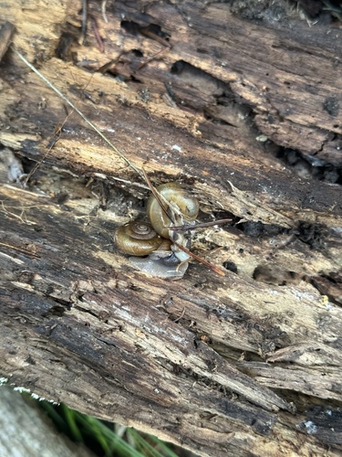 Jemez Woodlandsnail