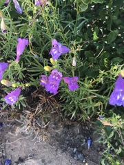 Penstemon heterophyllus australis