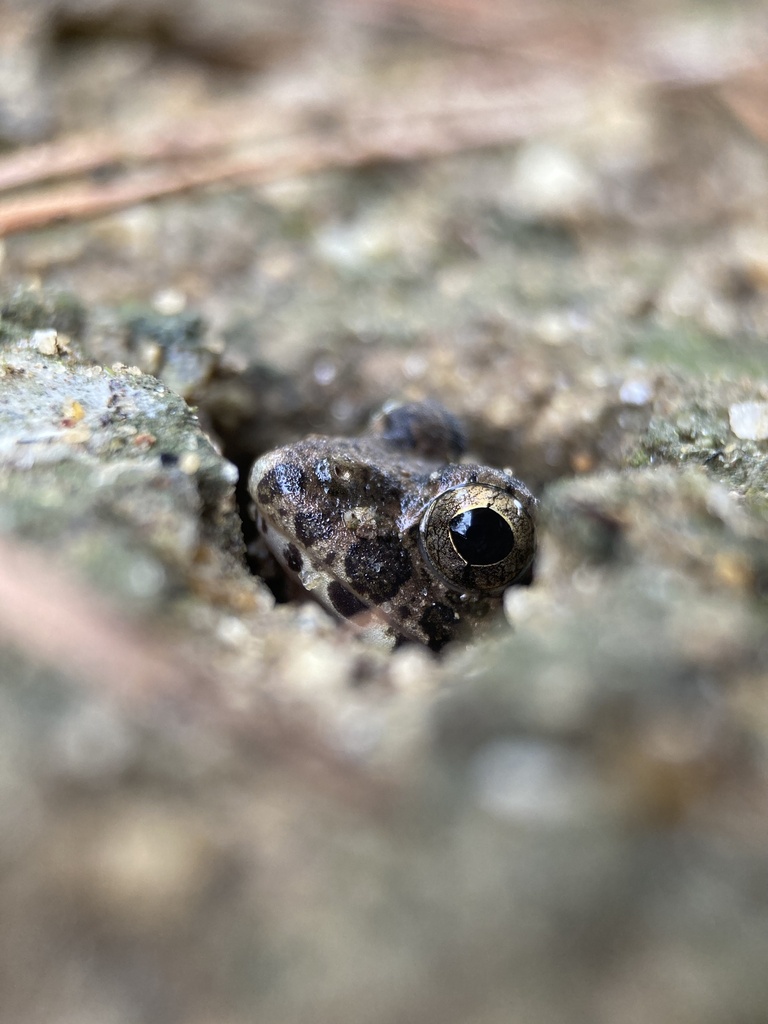 Japanese Rice Frog Rice field frog from 本州, 安城市, 愛知県, JP on September 27, 2024 at 07:35 AM ...
