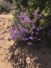 Penstemon heterophyllus australis