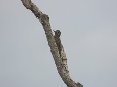 Dryobates spilogaster