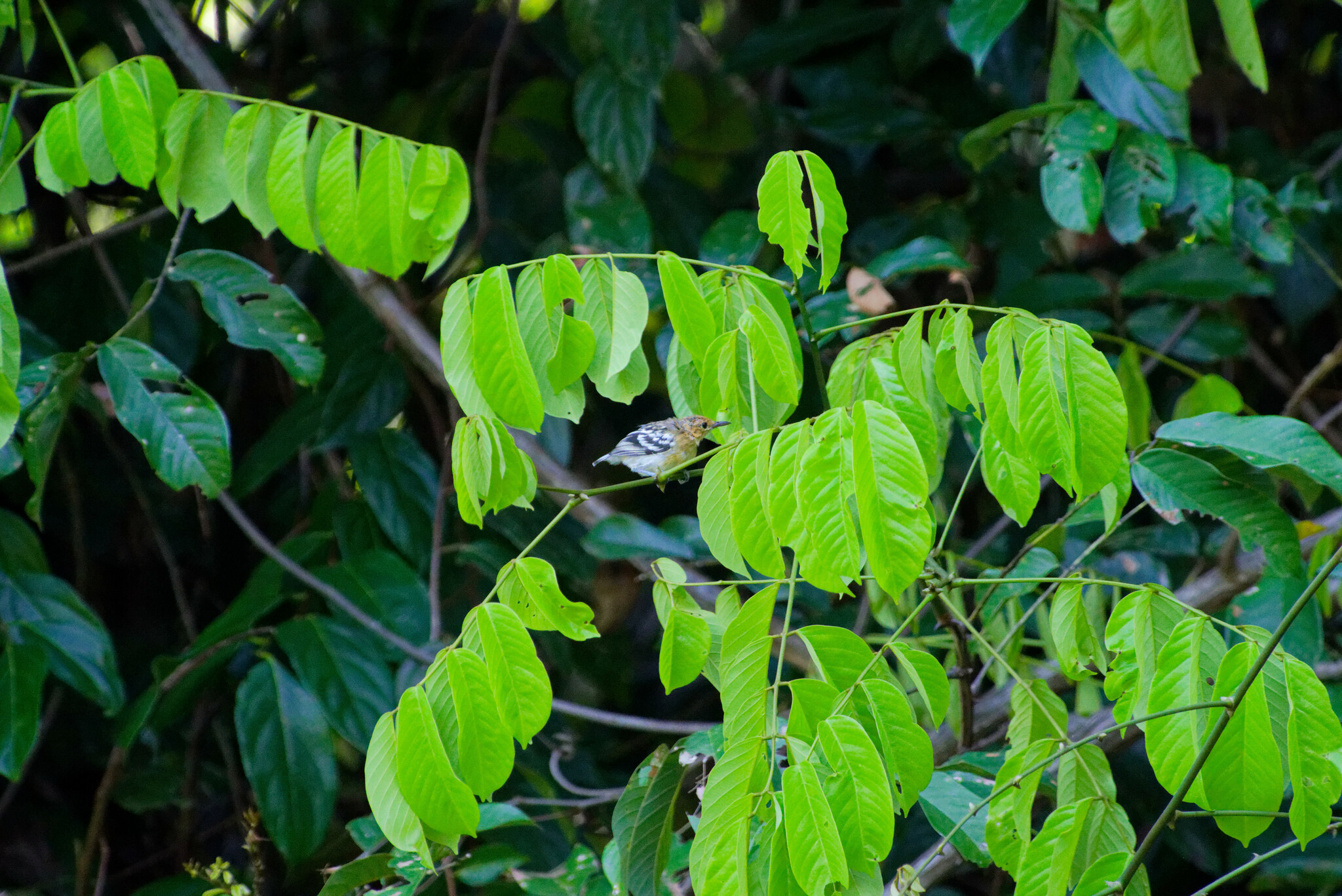 Guianan Streaked Antwren (Myrmotherula surinamensis), photo 3