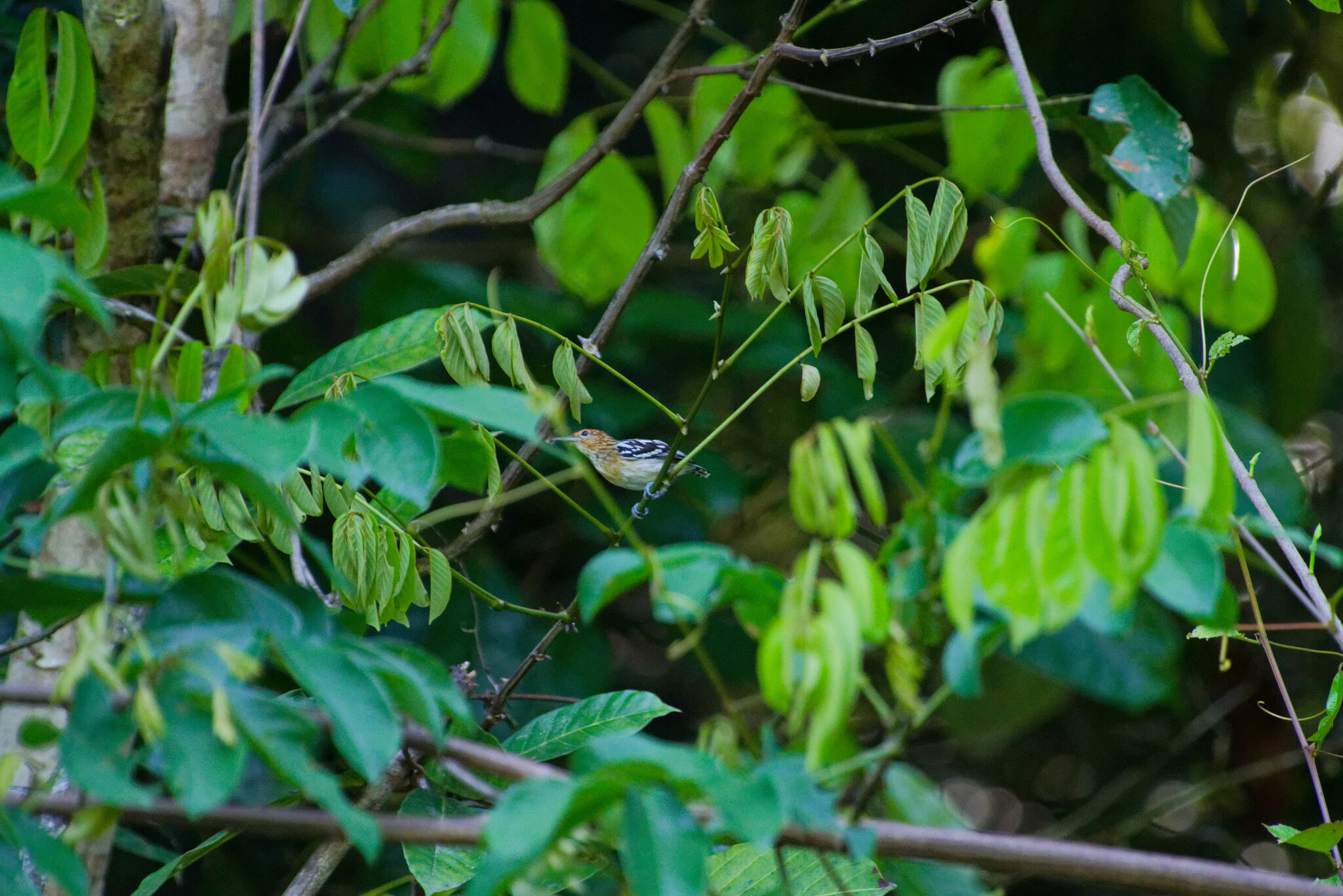 Guianan Streaked Antwren (Myrmotherula surinamensis), photo 6