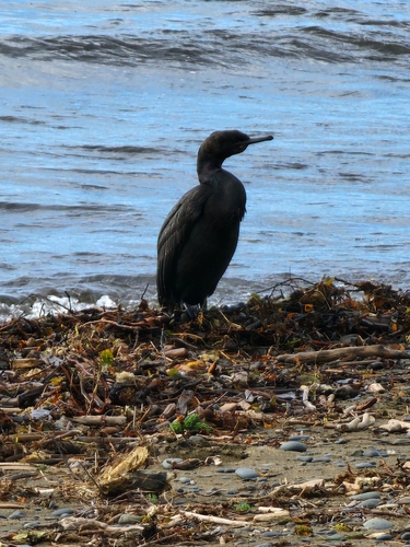 Pelagic Cormorant