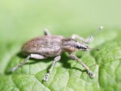 Tanymecus palliatus