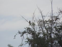 Cacicus chrysopterus