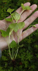 Viola sacchalinensis