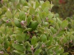 Arctostaphylos pumila
