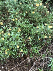 Diplacus longiflorus