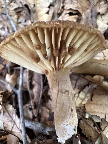 Lactifluus ochrogalactus