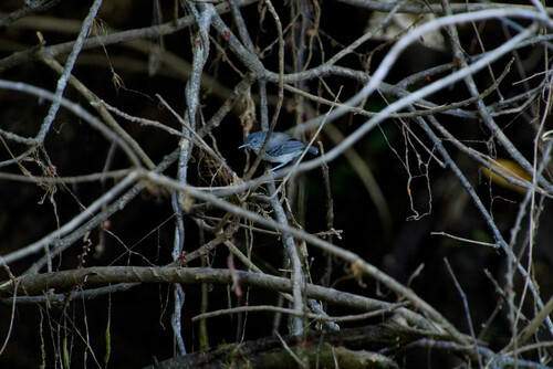 Black-chinned Antbird (Hypocnemoides melanopogon), photo 9