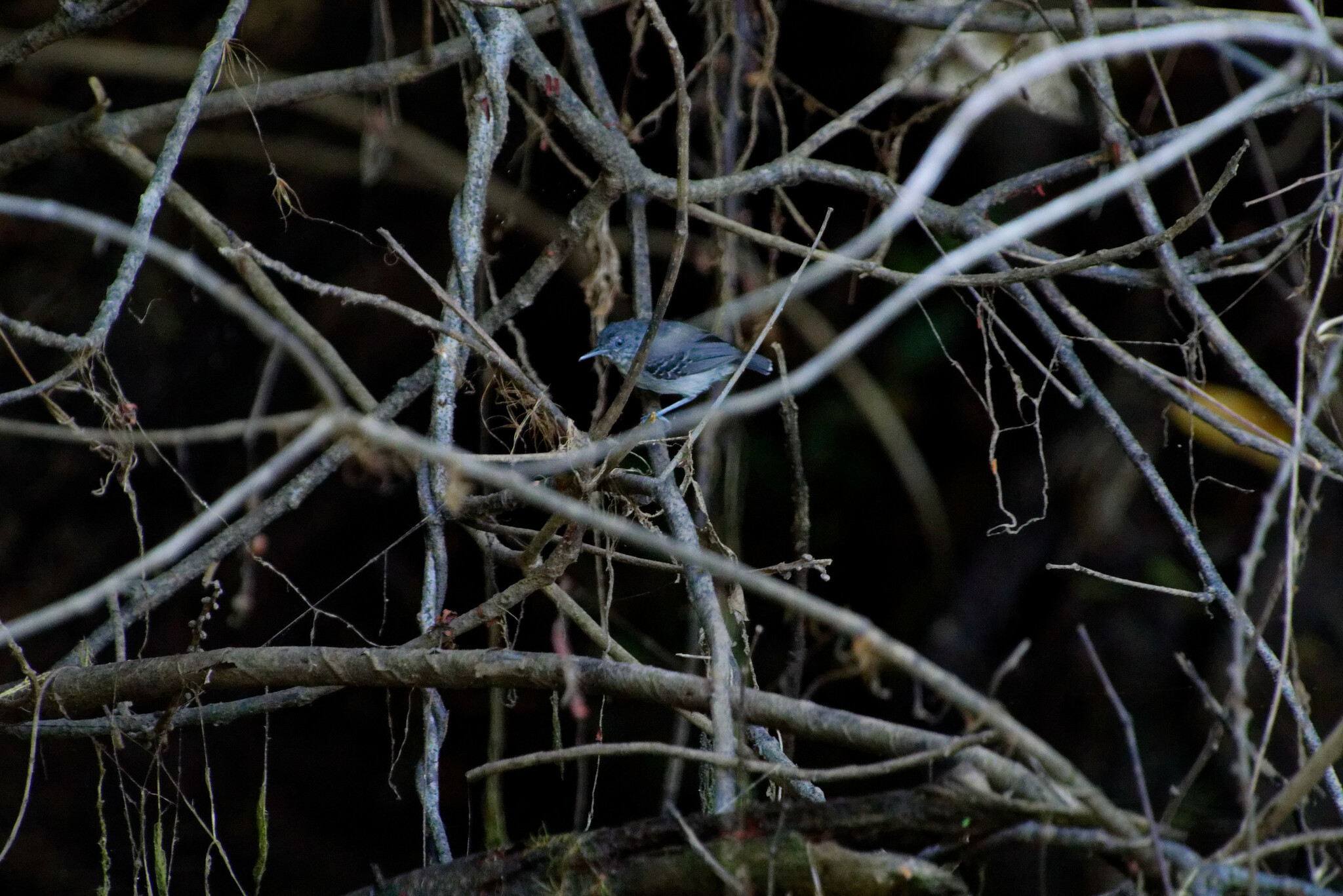 Black-chinned Antbird (Hypocnemoides melanopogon), photo 1