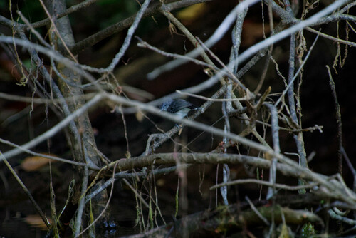 Black-chinned Antbird (Hypocnemoides melanopogon), photo 4