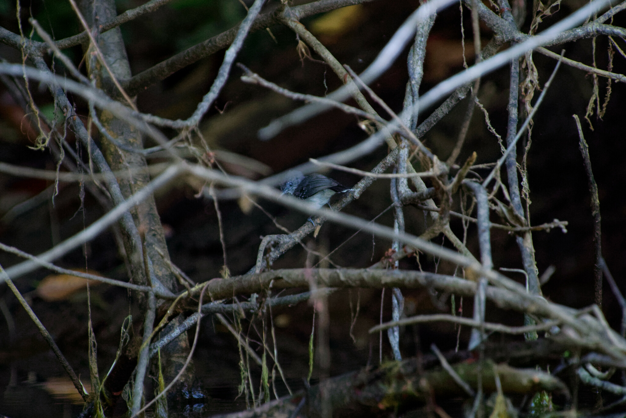 Black-chinned Antbird (Hypocnemoides melanopogon), photo 2