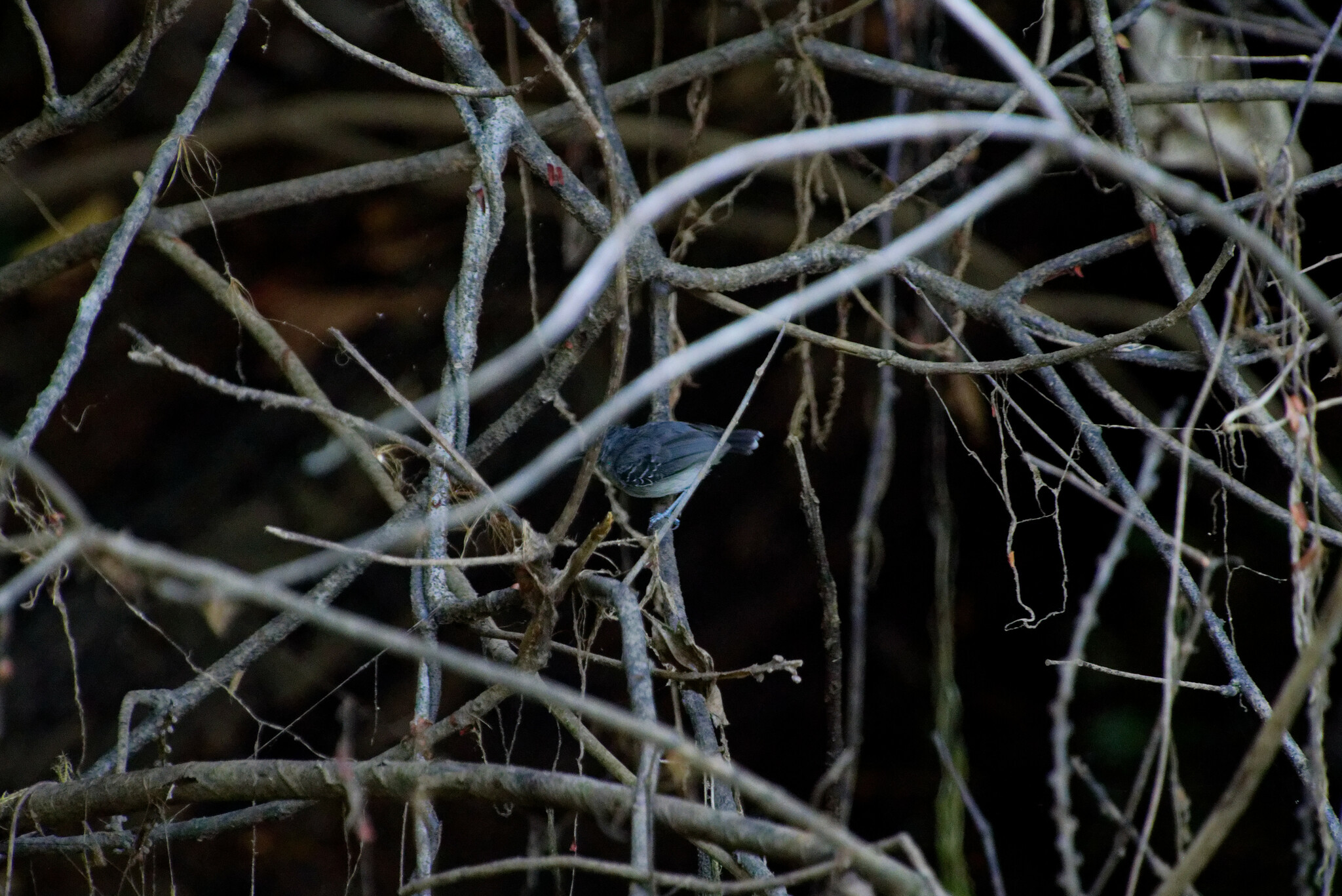 Black-chinned Antbird (Hypocnemoides melanopogon), photo 3