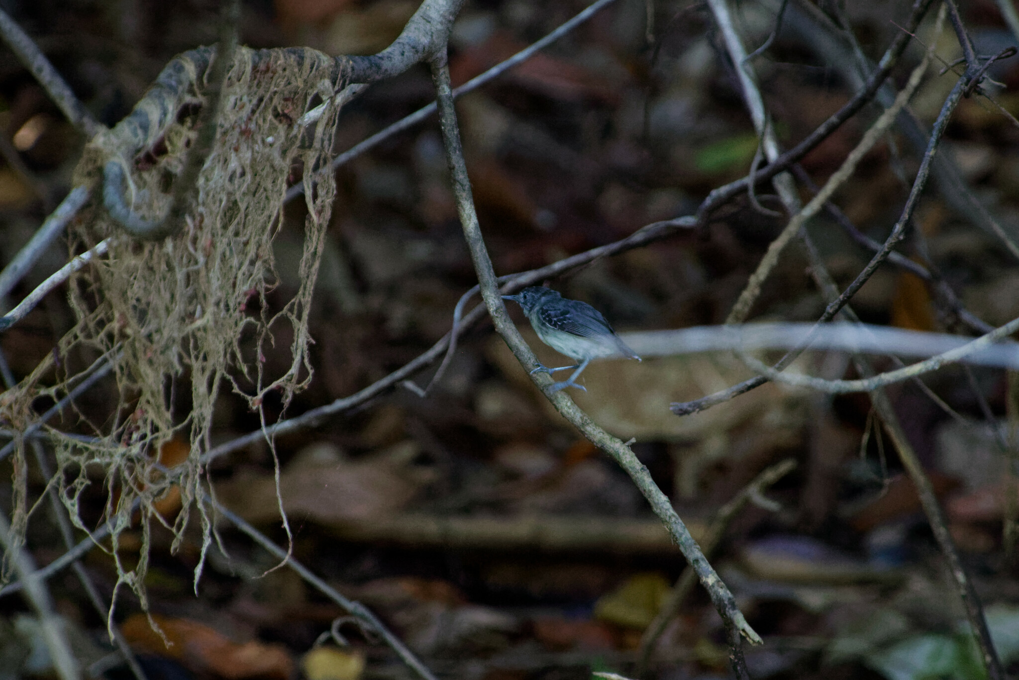Black-chinned Antbird (Hypocnemoides melanopogon), photo 4