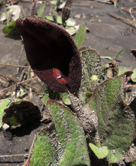Aristolochia bracteosa