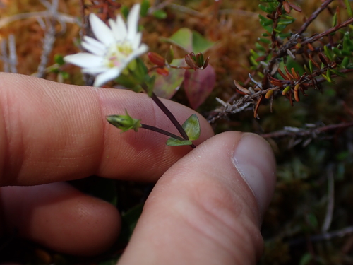Image of Gentiana douglasiana by no rights reserved