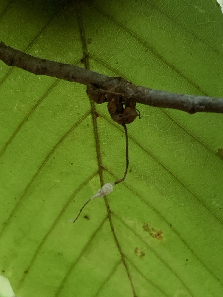 Lecanicillium sp. 'IN01'