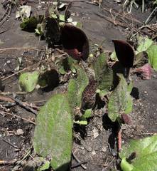 Aristolochia bracteosa