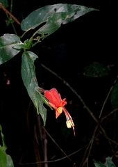 Ruellia inflata