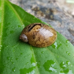Novisuccinea ovalis