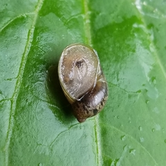 Novisuccinea ovalis