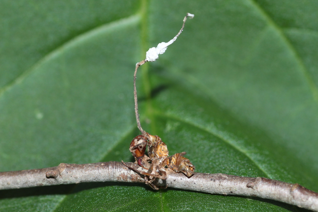 Lecanicillium