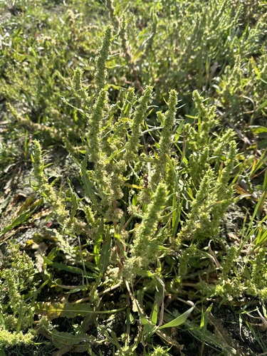Image of Golden Dock (Rumex fueginus) by no rights reserved