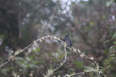 Eupherusa nigriventris