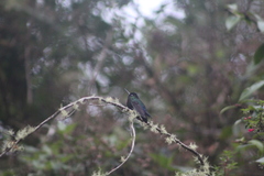 Eupherusa nigriventris