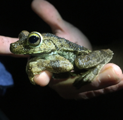 Boana rosenbergi