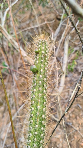 Brasilicereus phaeacanthus