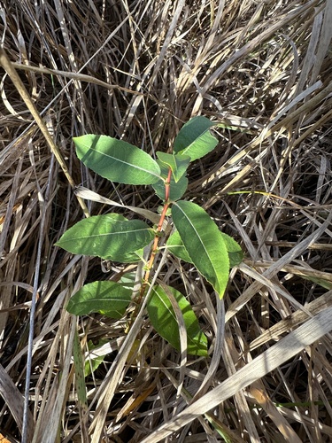 Image of Salix pseudomonticola by no rights reserved